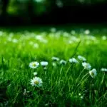 Close-up view of daisies blooming in a lush green meadow under bright daylight.